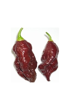 20 Adet Kahverengi Bhut Jolokia Biber Tohumu 20 Adet Kahverengi Bhut Jolokia Biber Tohumu