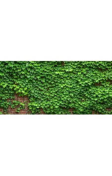 Duvar Sarmaşığı Hedere Fidanı Tüplü 60-70 Cm Duvar Sarmaşığı Hedere Fidanı Tüplü 60-70 Cm