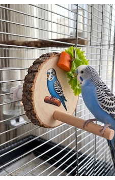 Mivra Pets Doğal Ahşap Kuş Sebzelik Ve Meyve Tutucu Mivra Pets Doğal Ahşap Kuş Sebzelik Ve Meyve Tutucu