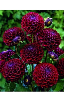 Bordo Renkli Yıldız Çiçeği Soğanı 2 Adet - ADAFDN0394 Bordo Renkli Yıldız Çiçeği Soğanı 2 Adet - ADAFDN0394
