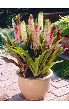 Eucomis Comosa Ananas Çiçeği Zambağı Soğanı 1 Adet Eucomis Comosa Ananas Çiçeği Zambağı Soğanı 1 Adet
