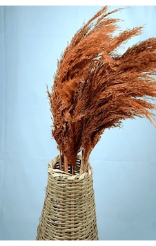 Şoklanmış Renkli Pampas Demeti 10'lu Set Turuncu Şoklanmış Renkli Pampas Demeti 10'lu Set Turuncu