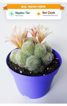 Rebutia Sunrise Bol Yavrulu Çiçek Açan Kaktüs 8.5 Cm Saksıda