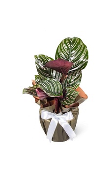 Dua Çiçeği - Calathea Sanderiana - 599284329 Dua Çiçeği - Calathea Sanderiana - 599284329