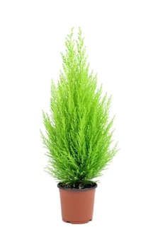 Bodur Limon Servi Çam Ağacı 30-60 Cm Bodur Limon Servi Çam Ağacı 30-60 Cm