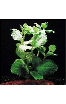 Hygrophila Difformis Çınar 4 Kök 8-10 Cm