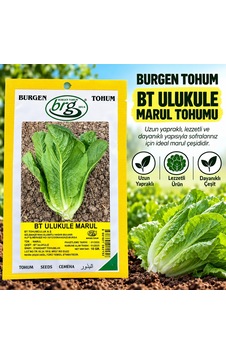 Bt Ulukule Marul Tohumu 10 Gr Bt Ulukule Marul Tohumu 10 Gr