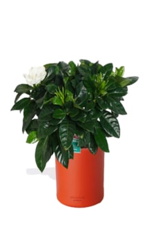 Gardenya Çiçeği Mis Kokulu Gardenya Çiçeği Mis Kokulu