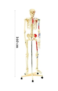 Medikalcim İskelet Modeli 160 Cm - Hareketli Eklemler Medikalcim İskelet Modeli 160 Cm - Hareketli Eklemler