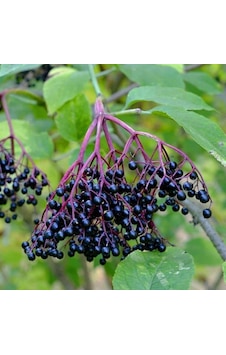 Tüplü Meyve Verme Yaşında Sambucus Nigra Kara Mürver Fidanı Tüplü Meyve Verme Yaşında Sambucus Nigra Kara Mürver Fidanı