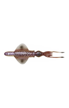 Savage Gear Swim Squid Rtf 25cm 200gr Silikon Yem Renk : Cuttlefish Savage Gear Swim Squid Rtf 25cm 200gr Silikon Yem Renk : Cuttlefish
