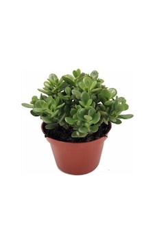 Para Çiçegi Bonsai Yeşim Bitkisi Para Ağacı Şans Bereket Bitkisi 20cm 35 Cm Para Çiçegi Bonsai Yeşim Bitkisi Para Ağacı Şans Bereket Bitkisi 20cm 35 Cm