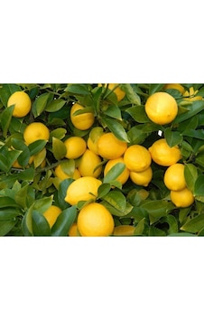 Saksı Yetiştiriciliğine Uygun Yediveren Limon  Fidanı