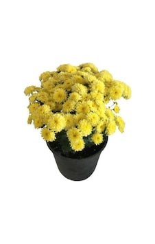 Sarı Kasımpatı Krizantem Hüzün Çiçeği 5-10 Cm Chrysanthemum Sarı Kasımpatı Krizantem Hüzün Çiçeği 5-10 Cm Chrysanthemum