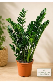 Bitkidunyam Zamia Zamioculcas Zamiifolia İç Mekan Bitkisi