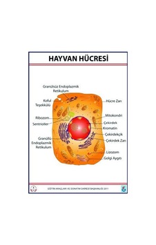 Hayvan Hücresi Levhası 70X100 Cm