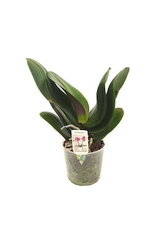 Çiçeksiz Orkide Fidesi 12 Cm Saksıda Çiçeksiz Orkide Fidesi 12 Cm Saksıda
