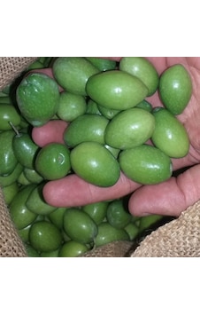Tüplü Nadir Bulunan İri Meyveli Kalamata Zeytin Fidanı 10-15 Cm Tüplü Nadir Bulunan İri Meyveli Kalamata Zeytin Fidanı 10-15 Cm