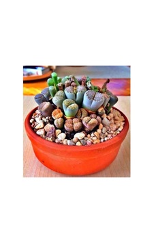 Tohum Dünyam Lithops Taş Çiçek Tohumu- 15 Adet Diğer Tohum Dünyam Lithops Taş Çiçek Tohumu- 15 Adet Diğer