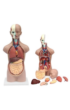 İnsan Vücudu Modeli Torso 50 Cm 11 Parça Cinsiyetsiz Kaideli 1 İnsan Vücudu Modeli Torso 50 Cm 11 Parça Cinsiyetsiz Kaideli 1