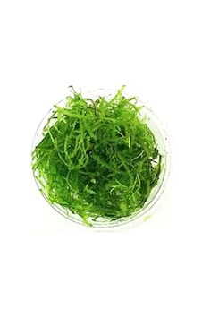 Canlı Java Moss Bitkisi, Akvaryum Dekorasyonu İçin Sevimli Seçim Canlı Java Moss Bitkisi, Akvaryum Dekorasyonu İçin Sevimli Seçim