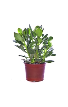Çok Avantajlı Bonsai Crassula Ovata Para Ağacı Yeşim 10cm Saksıda Büyük Boy Çok Avantajlı Bonsai Crassula Ovata Para Ağacı Yeşim 10cm Saksıda Büyük Boy