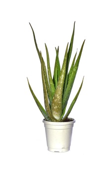 Nura Botanik Aloevera Bitkisi Fidanı +4 Yaş Yetişkin Saksılı Şifalı Aloe Vera 50-60 Cm Nura Botanik Aloevera Bitkisi Fidanı +4 Yaş Yetişkin Saksılı Şifalı Aloe Vera 50-60 Cm