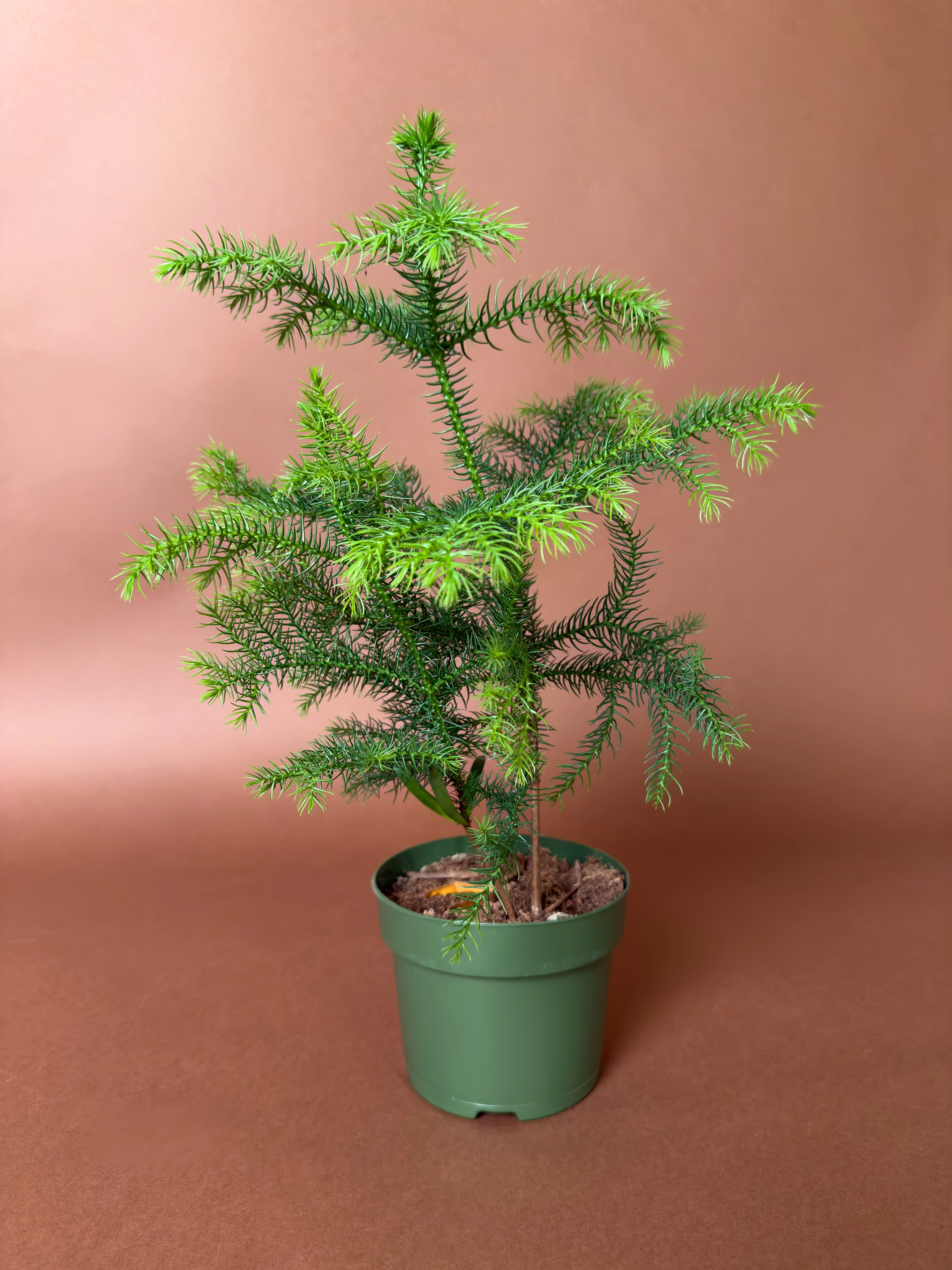 Ofis Çamı Araucaria Heterophylla 34 Cm Kompakt Dikey Form Ofis Çamı Araucaria Heterophylla 34 Cm Kompakt Dikey Form