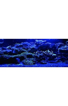 Kanki Pet 155 Cm Akvaryum Arka Fon Yapıştırma 155x65 Cm Kanki Pet 155 Cm Akvaryum Arka Fon Yapıştırma 155x65 Cm