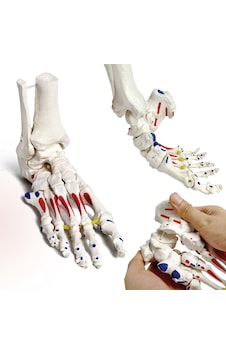 Kinematik Ayak İskeleti Modeli, Kas Başlangıç Ve Bitiş Noktaları Boyanmış, Elastik Bağlantılı, Gerçek Boyutlu - Ayak Eklemi Maketi 01 Kinematik Ayak İskeleti Modeli, Kas Başlangıç Ve Bitiş Noktaları Boyanmış, Elastik Bağlantılı, Gerçek Boyutlu - Ayak Eklemi Maketi 01