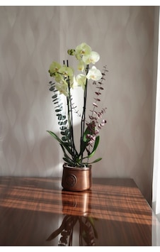 Premium Lime Limon Üç Dallı Canlı Orkide 72cm Premium Lime Limon Üç Dallı Canlı Orkide 72cm