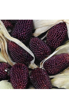 Strawberry Çilek Mısırı Tohumu 10 Tohum Strawberry Çilek Mısırı Tohumu 10 Tohum