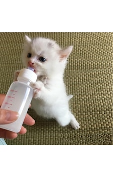 Ayrex Tineke Yavru Kedi Köpek Biberonu 2 Emzikli 50 Ml 1 Adet Ayrex Tineke Yavru Kedi Köpek Biberonu 2 Emzikli 50 Ml 1 Adet