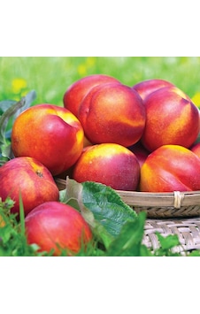 Tüplü İri Yarı Bodur Red Giant Nektarin Fidanı Tüplü İri Yarı Bodur Red Giant Nektarin Fidanı