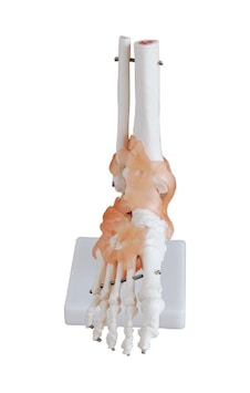 Ligamentli Ayak Eklemi Modeli Ligamentli Ayak Eklemi Modeli