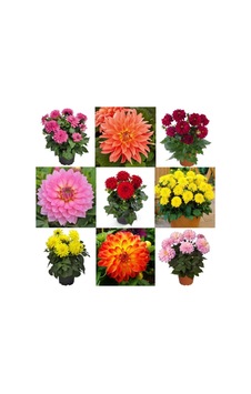 Karışık Renk Dahlia Yıldız Çiçegi Soganı ( 9 Adet)-3577050633 Karışık Renk Dahlia Yıldız Çiçegi Soganı ( 9 Adet)-3577050633