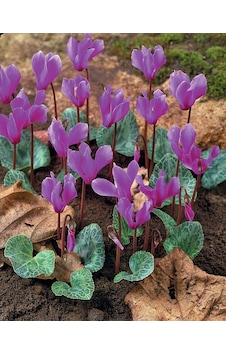 Dağ Sıklameni Cilicum Cyclamen Soğuklara Ve Kuraklığa Dayanıklı Sıklamen Çiçeği Soğanı 1 Adet
