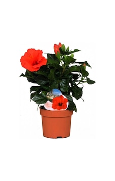 Serada Decor & Plant Japon Gülü Hibiscus Kırmızı Renk Çiçekli Kalın Yapraklı Ithal Canlı Serada Decor & Plant Japon Gülü Hibiscus Kırmızı Renk Çiçekli Kalın Yapraklı Ithal Canlı