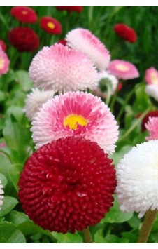30 Adet Tohum Nadir Pon Pon Çiçeği Top Humu Osmanlı Saray Çiçeği Tohumu Ponpon Çiçeği Saksı Topraklı 30 Adet Tohum Nadir Pon Pon Çiçeği Top Humu Osmanlı Saray Çiçeği Tohumu Ponpon Çiçeği Saksı Topraklı