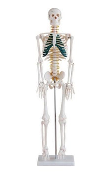 Spinal Sinirleri Gösterir İnsan İskeleti Modeli 85Cm