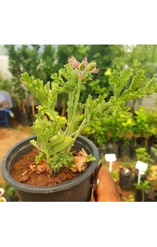 Portakal Aromalı Itır Çiçeği Özel Üretim Sero Cinsi Portakal Aromalı Itır Çiçeği Özel Üretim Sero Cinsi