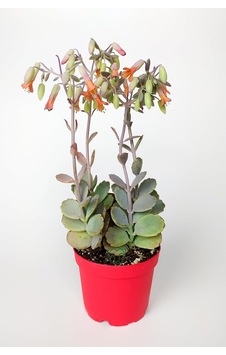 Bryophyllum Fedtschenkoi Kalanchoe Sukulent 8.5 Cm Saksıda Bryophyllum Fedtschenkoi Kalanchoe Sukulent 8.5 Cm Saksıda