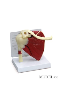 Omuz Eklemi Maketi Kas. Tendon Eklem Modeli Model 35 Omuz Eklemi Maketi Kas. Tendon Eklem Modeli Model 35