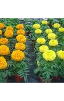 Kadife Çicegi Fidesi 15-30cm Dikime Hazir Sari Ve Turuncu