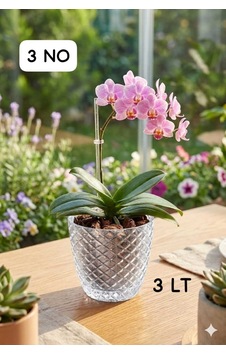 3 No Şeffaf Orkide Saksı,ev-ofis Dekorasyonu İçin Dekoratif Desenli Şeffaf Saksı 3l 18x16cm Beyaz