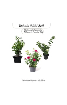 Kokulu Bitki Seti Katmerli Ful Yasemin +filbahri +ısparta Gülü Bahçe Balkon Bitkisi Genel Kokulu Bitki Seti Katmerli Ful Yasemin +filbahri +ısparta Gülü Bahçe Balkon Bitkisi Genel