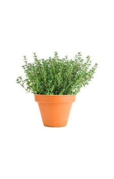 Aromatik Dağ Kekiği Tohumu 25 Adet Kekik Tohumu Aromatik Dağ Kekiği Tohumu 25 Adet Kekik Tohumu