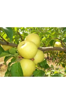 Golden Elma Fidanı Aşılı - 2 Yaş Tüplü 80-100 Cm Golden Elma Fidanı Aşılı - 2 Yaş Tüplü 80-100 Cm