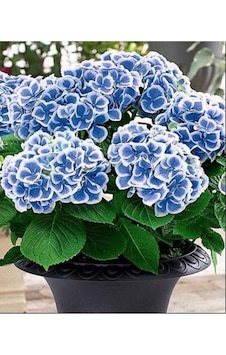 Ebruli Mavi Ortanca Çiçeği Fidanı 10-20 Cm Ebruli Mavi Ortanca Çiçeği Fidanı 10-20 Cm