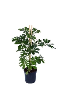 Ayrex Bitkidunyam Şeflera Schefflera Arboricola Nora Yeşil İç Mekan 60-80 Cm Ayrex Bitkidunyam Şeflera Schefflera Arboricola Nora Yeşil İç Mekan 60-80 Cm